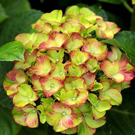 Гортензія Глоссі Ліпс / Р12 / Hydrangea Glossy Lips, фото 1