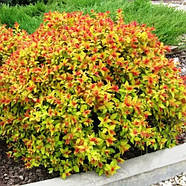 Спірея японська Меджик Карпет – декоративна, червонолистна, стійка Р9, фото 2