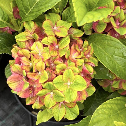 Гортензія Глоссі Ліпс / Р12 / Hydrangea Glossy Lips, фото 2
