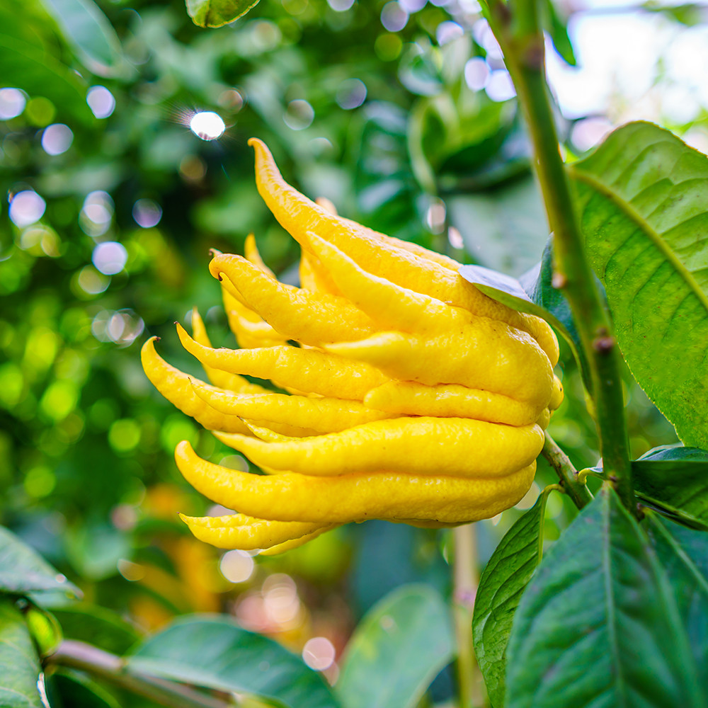 Саджанці Цитрона Рука Будди (Citrus medica sarcodactylis)