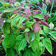 Спірея крупнолистна Макрофіла – декоративна, великолистна, стійка Р9, фото 2