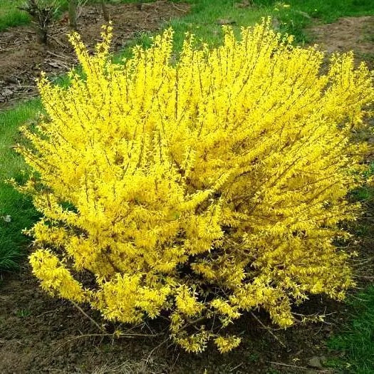 Форзиція проміжна Голден Таймс – декоративна, жовтоквітна, стійка Р9, фото 1