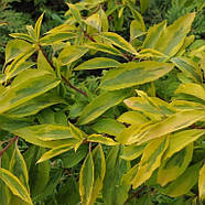 Форзиція проміжна Голден Таймс – декоративна, жовтоквітна, стійка Р9, фото 2