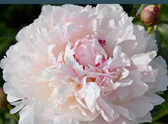 Chinook.  Walter Marx/Al Rogers,1981, USA