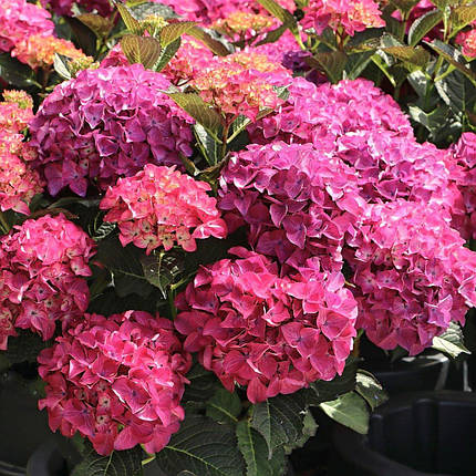 Гортензія Ред Енжел / Р12 / Hydrangea macrophylla Red Angel, фото 1