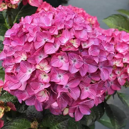 Гортензія Ред Енжел / Р12 / Hydrangea macrophylla Red Angel, фото 2