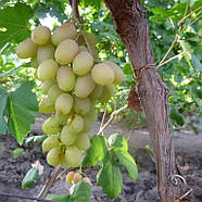 Виноград Нельсон – ранньостиглий, великоплідний, стійкий, фото 2