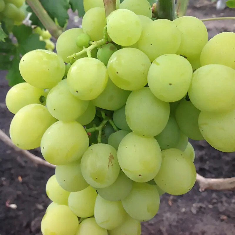 Виноград Нельсон – ранньостиглий, великоплідний, стійкий, фото 1