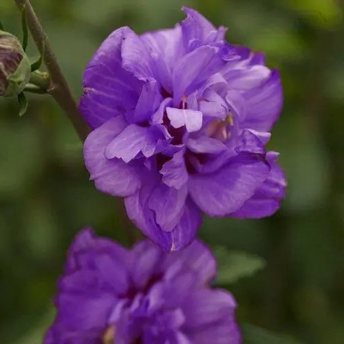 Гібіскус Френч Кабаре Перпл – декоративний, пурпуровоквітковий, стійкий, фото 1