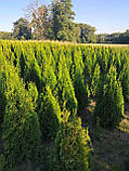 Туя західна ‘Smaragd’ (Thuja occidentalis ‘Smaragd’)  розмір 120-140 см з комом запакованим в мішковину, фото 3