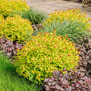 Саджанці Спіреї японської Меджик Карпет (Spiraea japonica Magic Carpet) Р9