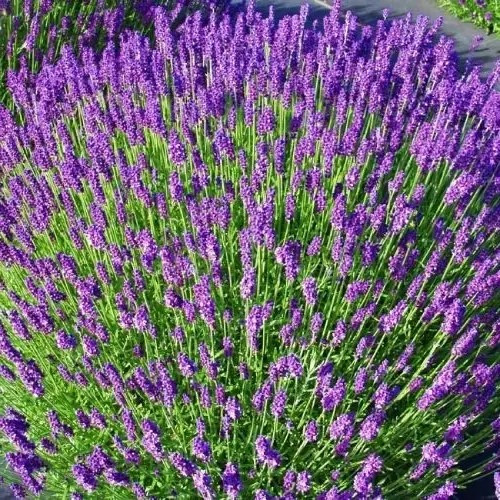 Лаванда вузьколиста – ароматна, лікарська, декоративна Р9, фото 1