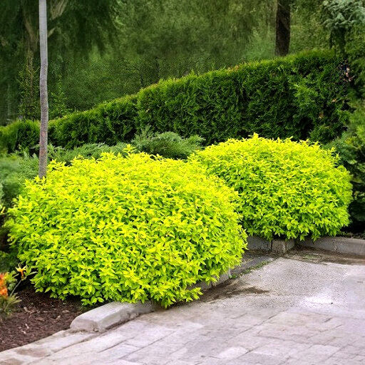 Саджанці спіреї японської Голден Прінцес (Spiraea japonica Golden Princess) Р9, фото 1