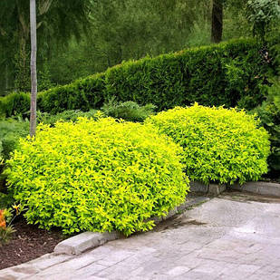 Саджанці спіреї японської Голден Прінцес (Spiraea japonica Golden Princess) Р9