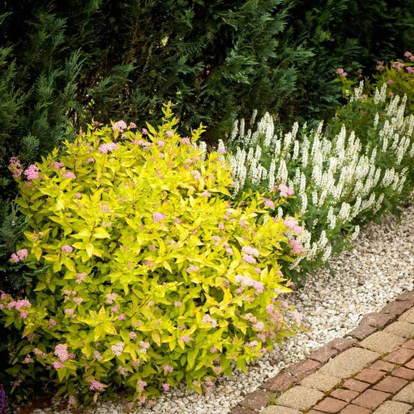 Саджанці спіреї японської Голден Прінцес (Spiraea japonica Golden Princess) Р9