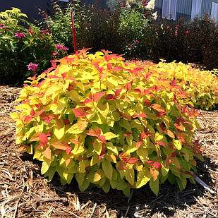 Саджанці Спіреї крупнолистної Макрофіла (Spiraea japonica Macrophylla) Р9