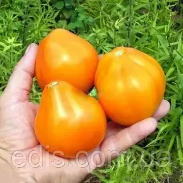 Томат Трюфель жовтий 0,1 г, насіння Яскрава