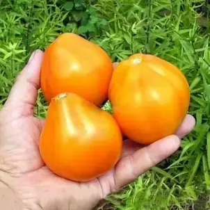 Томат Трюфель жовтий 0,1 г, насіння Яскрава, фото 1