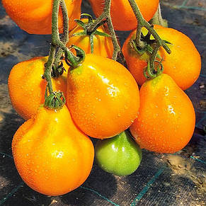 Томат Трюфель жовтий 0,1 г, насіння Яскрава, фото 3