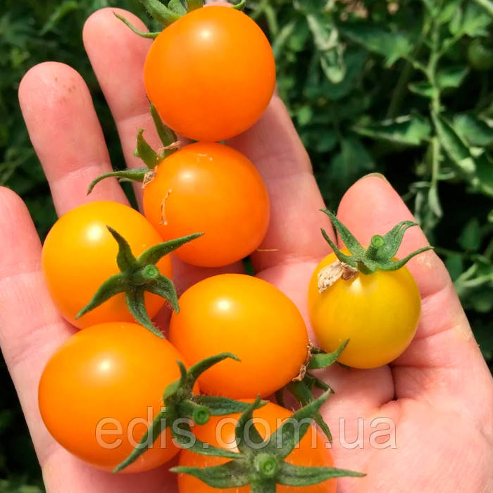 Томат Золотий горіх (індетермінантний черрі) 0,1 г, насіння Яскрава