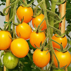 Томат Золотий горіх (індетермінантний черрі) 0,1 г, насіння Яскрава, фото 3