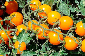 Томат Золотий горіх (індетермінантний черрі) 0,1 г, насіння Яскрава, фото 4