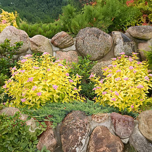 Саджанці Спіреї японської Голден Карпет (Spiraea japonica Golden Carpet) Р9