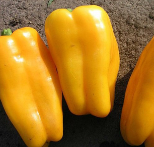 Насіння Перець солодкий Джеміні F1, 8 насінин Nunhems LedaAgro, фото 3