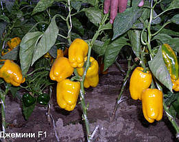 Насіння Перець солодкий Джеміні F1, 8 насінин Nunhems LedaAgro, фото 5