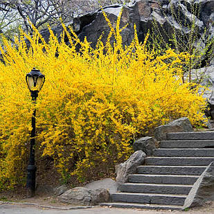 Саджанці Форзиції проміжної Лінвуд (Forsythia intermedia Lynwood) Р9