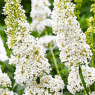 Буддлея Давида Уайт Профьюжн – ароматна, декоративна, медоносна Р9, фото 2