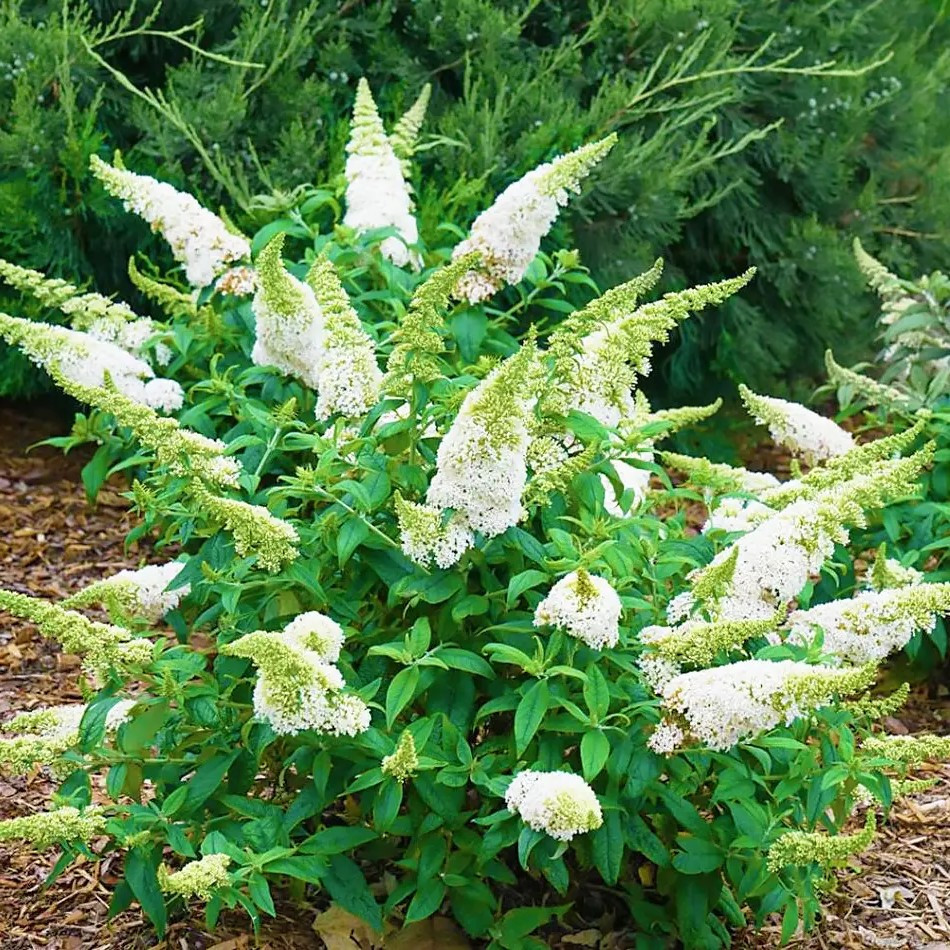 Буддлея Давида Уайт Профьюжн – ароматна, декоративна, медоносна Р9, фото 1