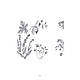 Книга "Цілющі трави ашкеназі. Забута спадщина великих цілителів" Деатра Коен, Адам Сігел, фото 2