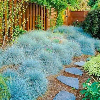 Костриця сиза – ефектна, морозостійка, посухостійка Р9