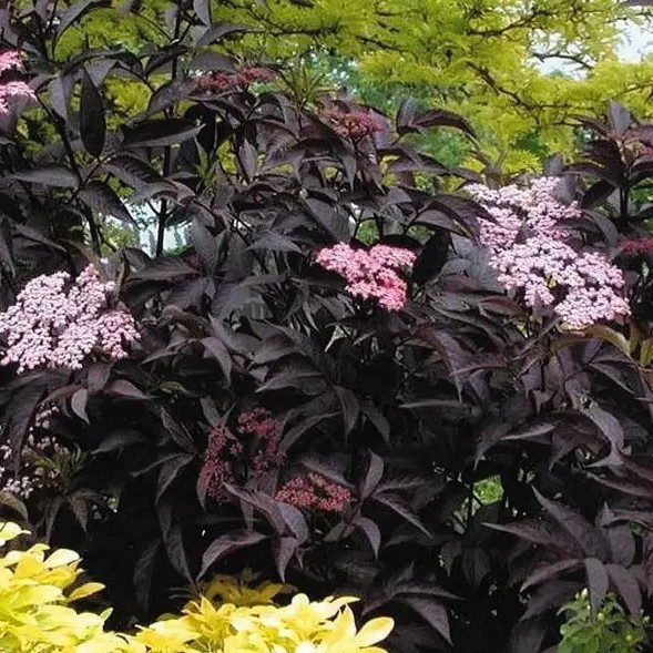Саджанці чорної Бузини Блек Бьюті (Sambucus nigra Black Beauty Gerda), фото 1