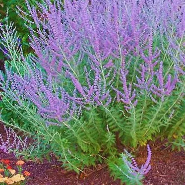 Полин перовскії лебедолистний – ароматний, сріблястий, невибагливий Р9, фото 1