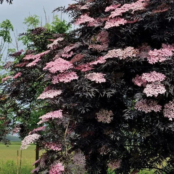 Бузина чорна Блек Лейс/Лейк/Єва – декоративна, темнолистна, ароматна, фото 1