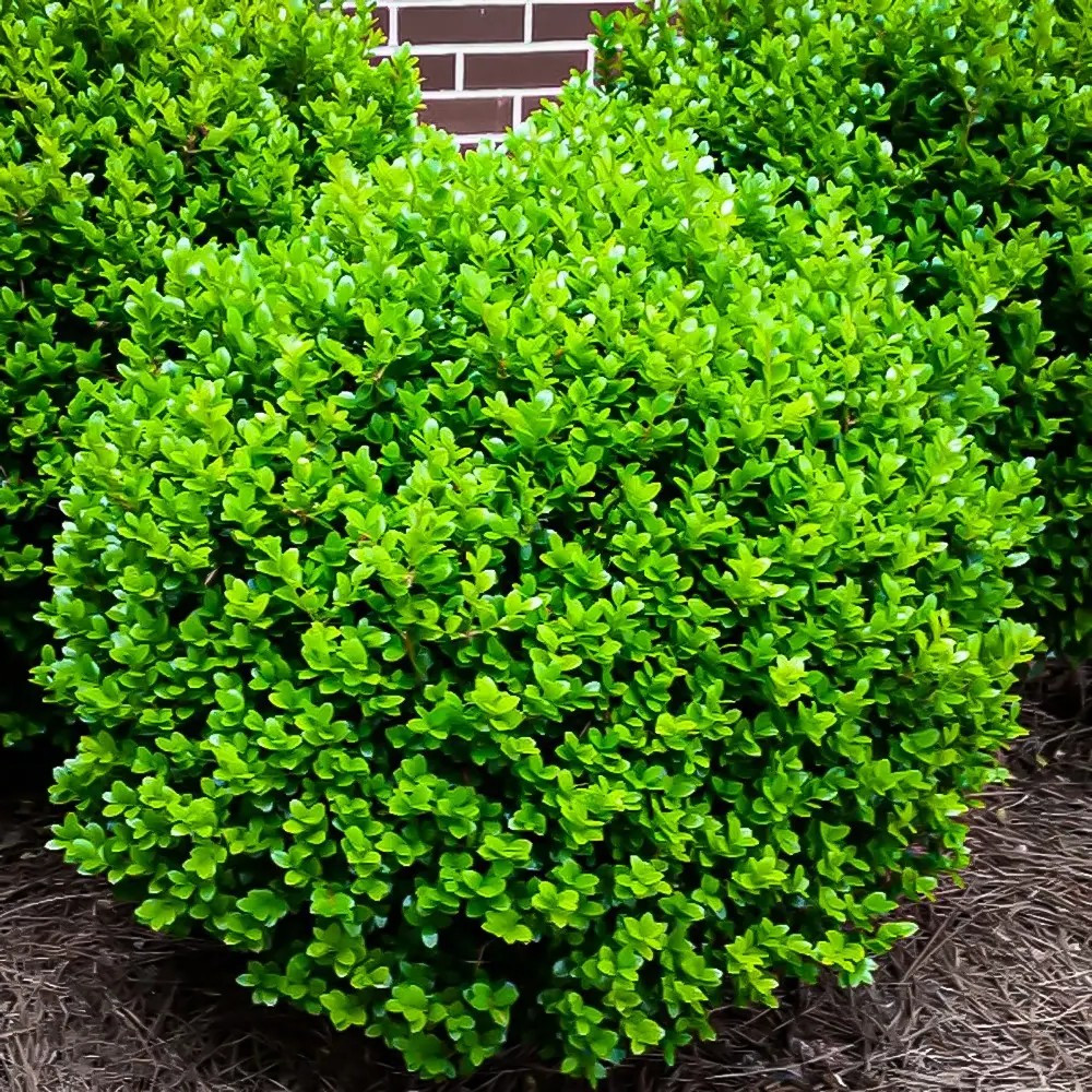 Самшит вічнозелений – класичний, формований, довговічний  Р9, фото 1
