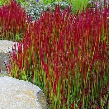 Імперата циліндрична Ред Барон – декоративна, яскравокольорова, невибаглива Р9