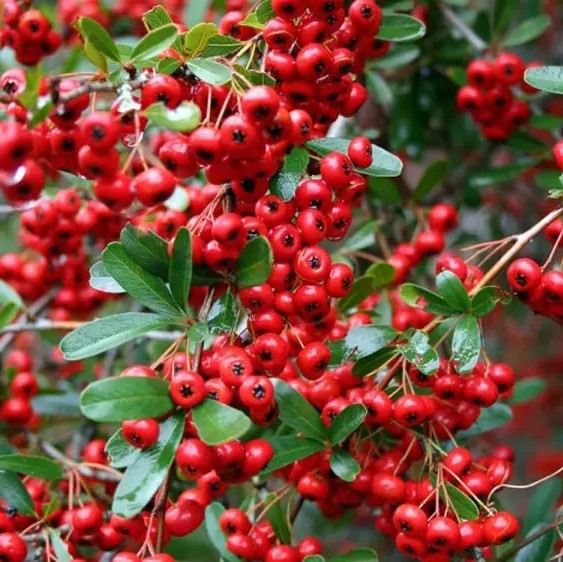 Піраканта Ред Колумн – декоративна, яскравоягідна, витривала Р9, фото 1