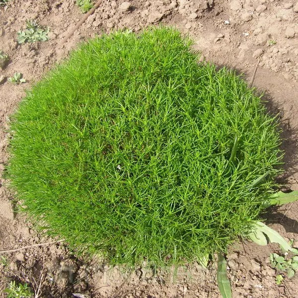 Сантоліна зелена – ароматна, куляста, вічнозелена Р9, фото 1