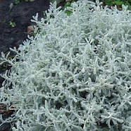 Сантолина срібляста – срібляста, ароматна, округла  Р9, фото 3