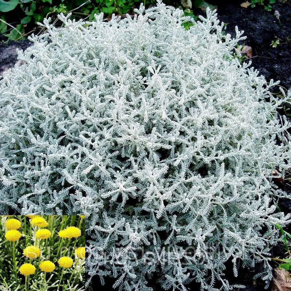 Сантолина срібляста – срібляста, ароматна, округла  Р9, фото 1