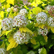 Пухироплідник калинолистний Лютеус – декоративний, яскраволистий, витривалий Р9, фото 2