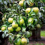 Груша колоновидна Павловська – самозапильна, осіння, ароматна, фото 2