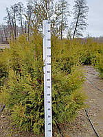 Туя західна 'Брабант' (Thuja occidentalis 'Brabant') розмір 140-160 см ком.