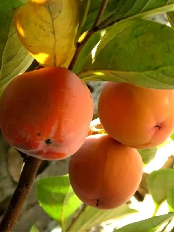 Гібридна хурма «Медобора»