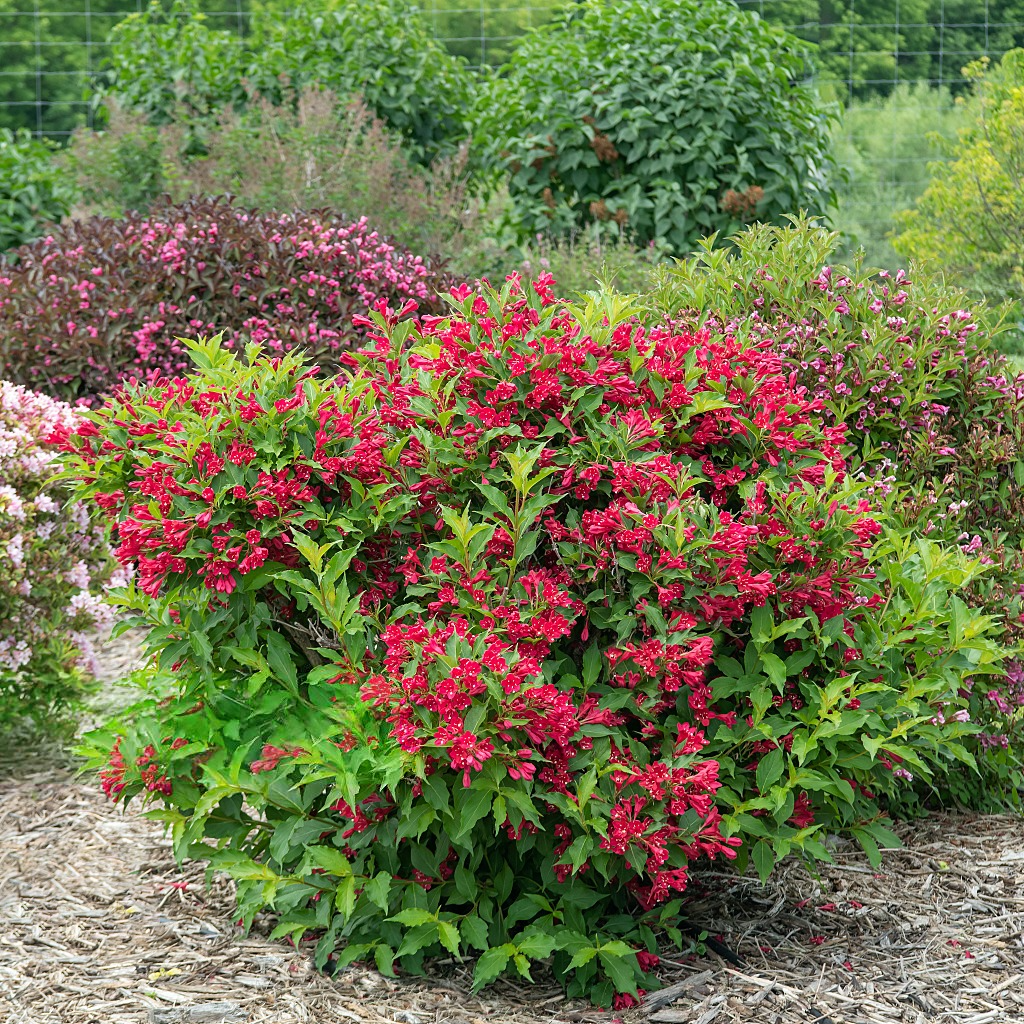 Саджанці Вейгели гібридної Ред Принц (Weigela hybrida Red Prince) Р9