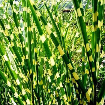 Міскантус китайський Зебрінус – смугастий, високий, декоративний