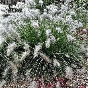 Пеннісетум лісохвостовидний Хамельн – ефектний, витончений, невибагливий